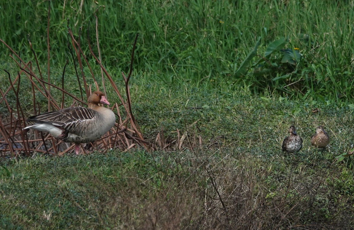 Graylag Goose - ML645705599