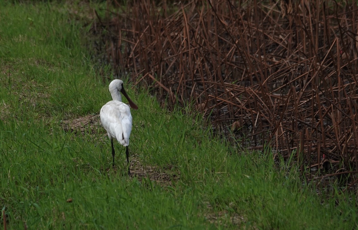 Black-faced Spoonbill - ML645705627