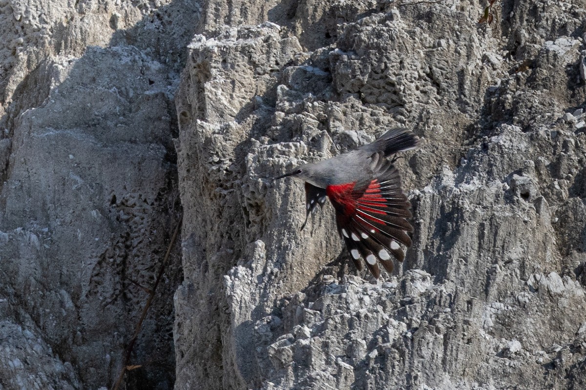 Wallcreeper - ML645705628