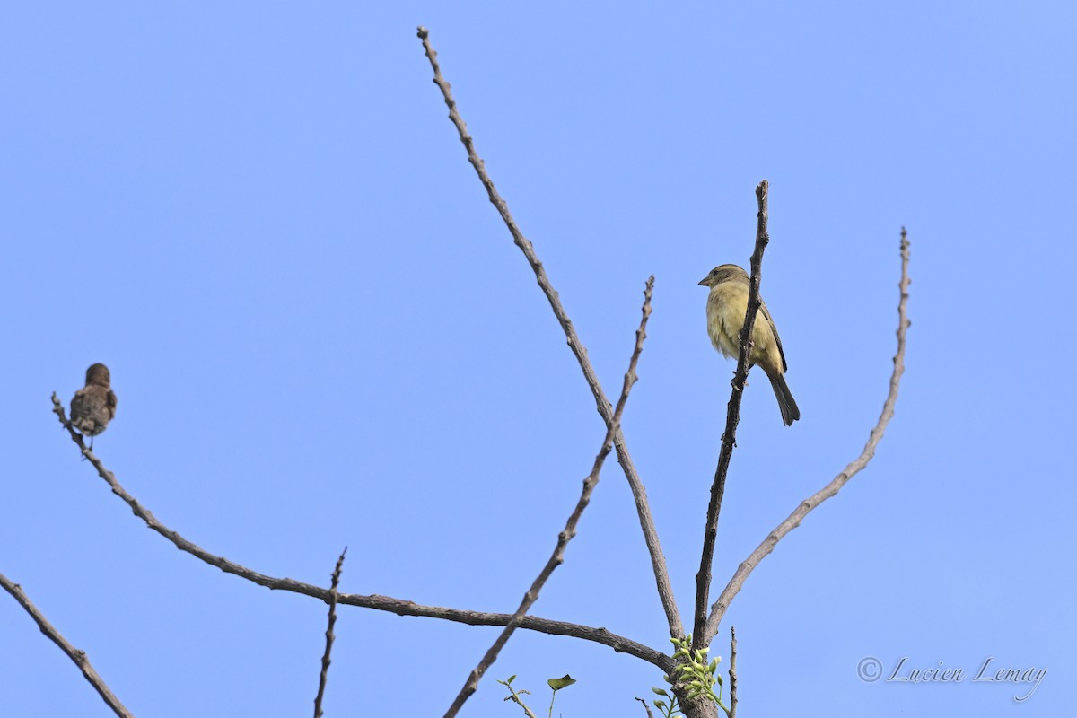 Plain-backed Sparrow - ML645705629