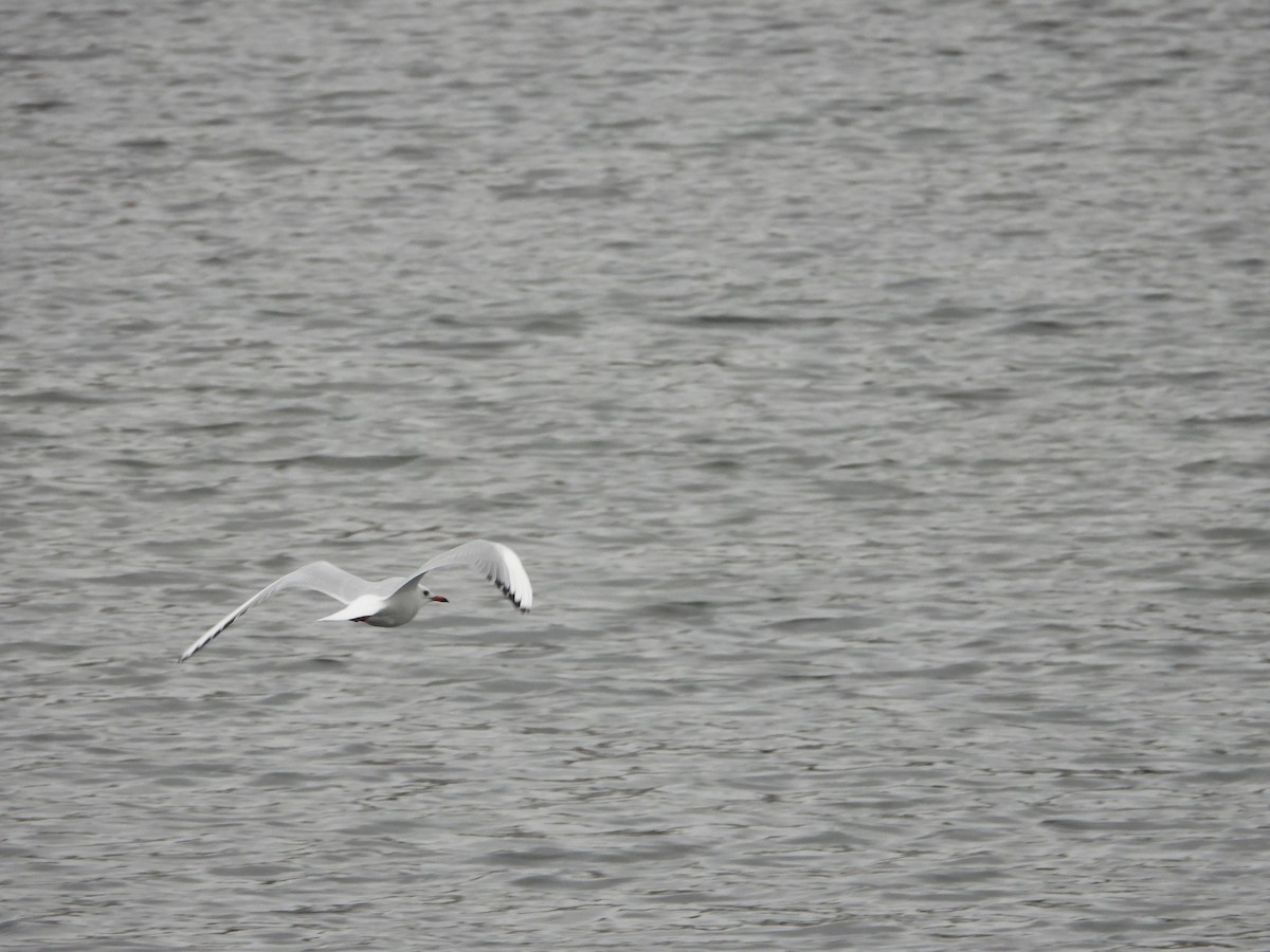 Black-headed Gull - ML645705630