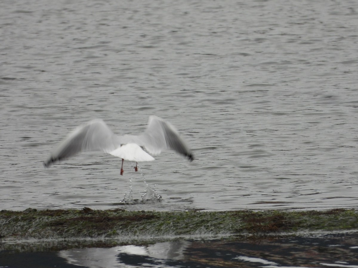 Black-headed Gull - ML645705631