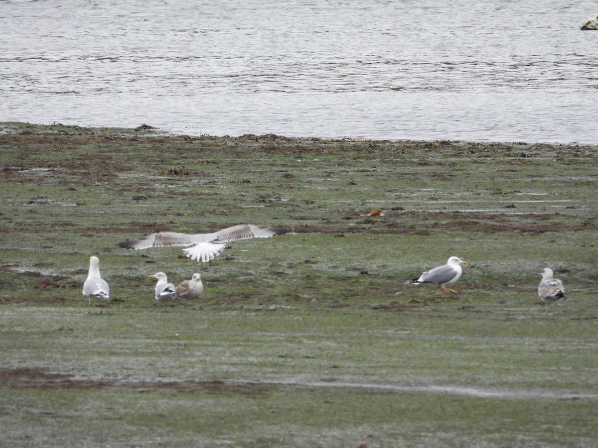 Yellow-legged Gull - ML645705635