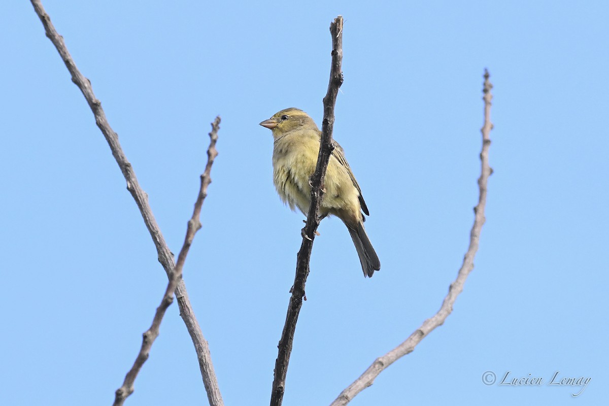 Plain-backed Sparrow - ML645705636