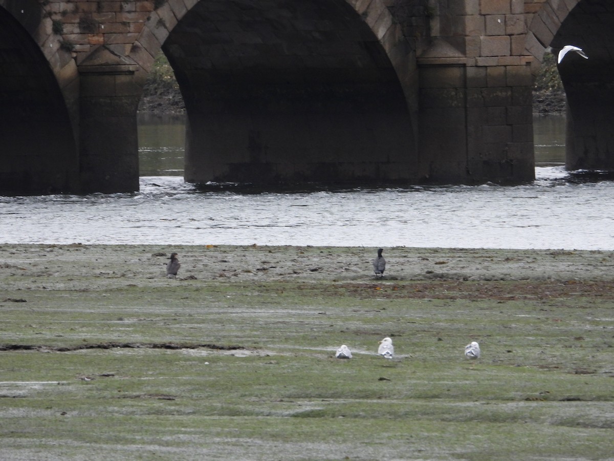 Great Cormorant - ML645705639