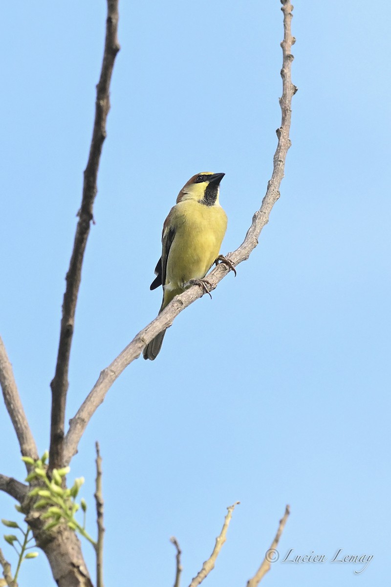 Plain-backed Sparrow - ML645705640
