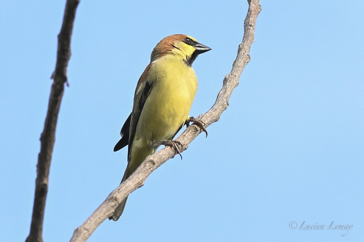 Plain-backed Sparrow - ML645705641