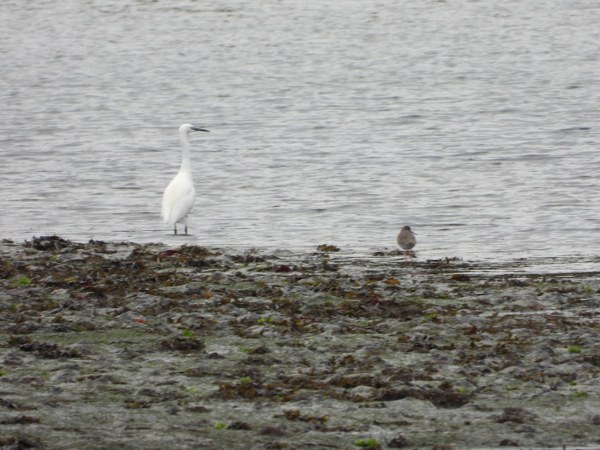 Little Egret - ML645705642