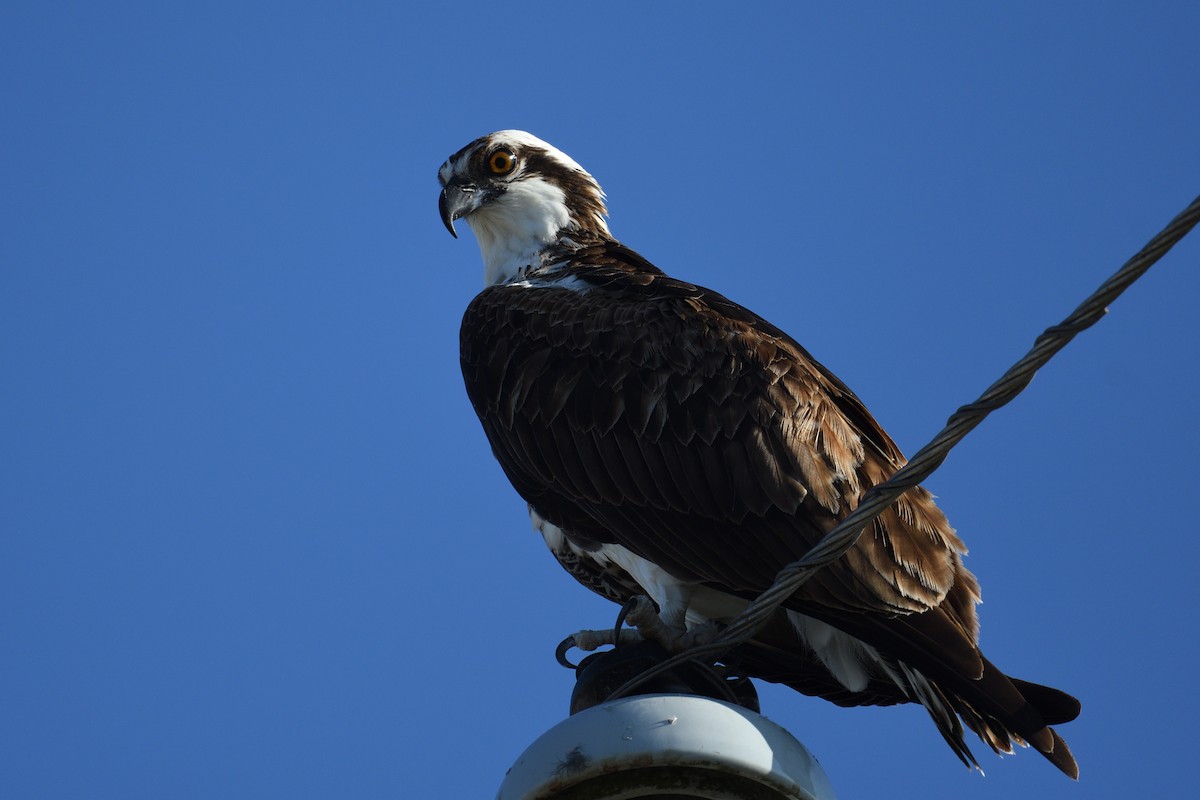 Osprey - ML645705644