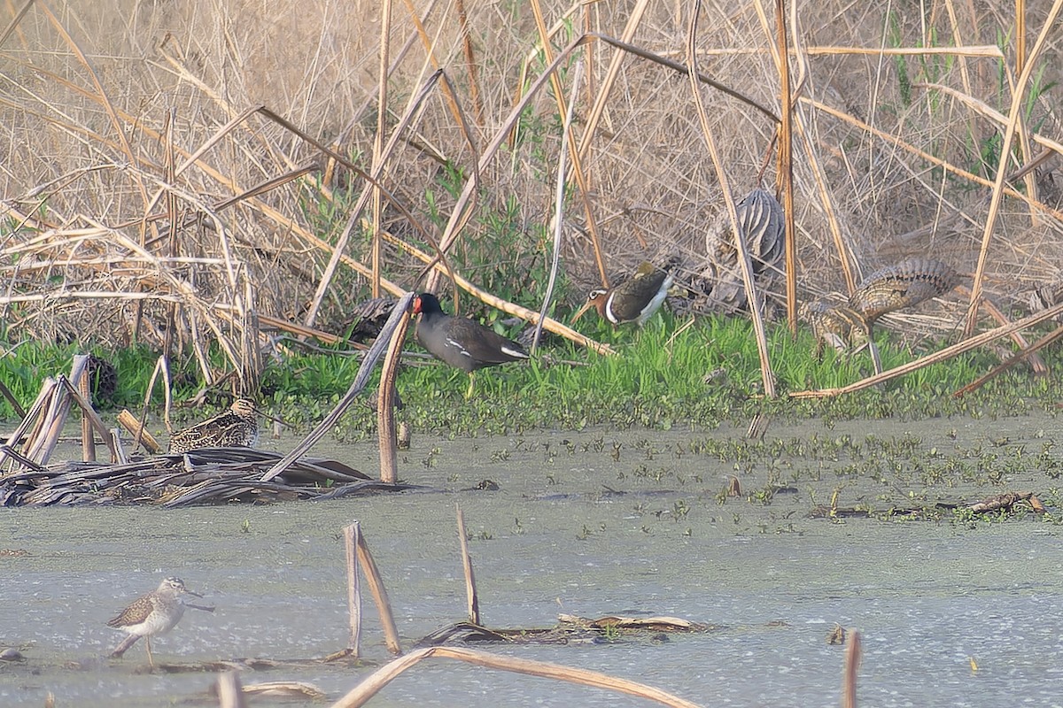 Greater Painted-Snipe - ML645705646