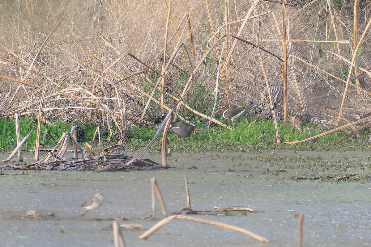 Greater Painted-Snipe - ML645705647
