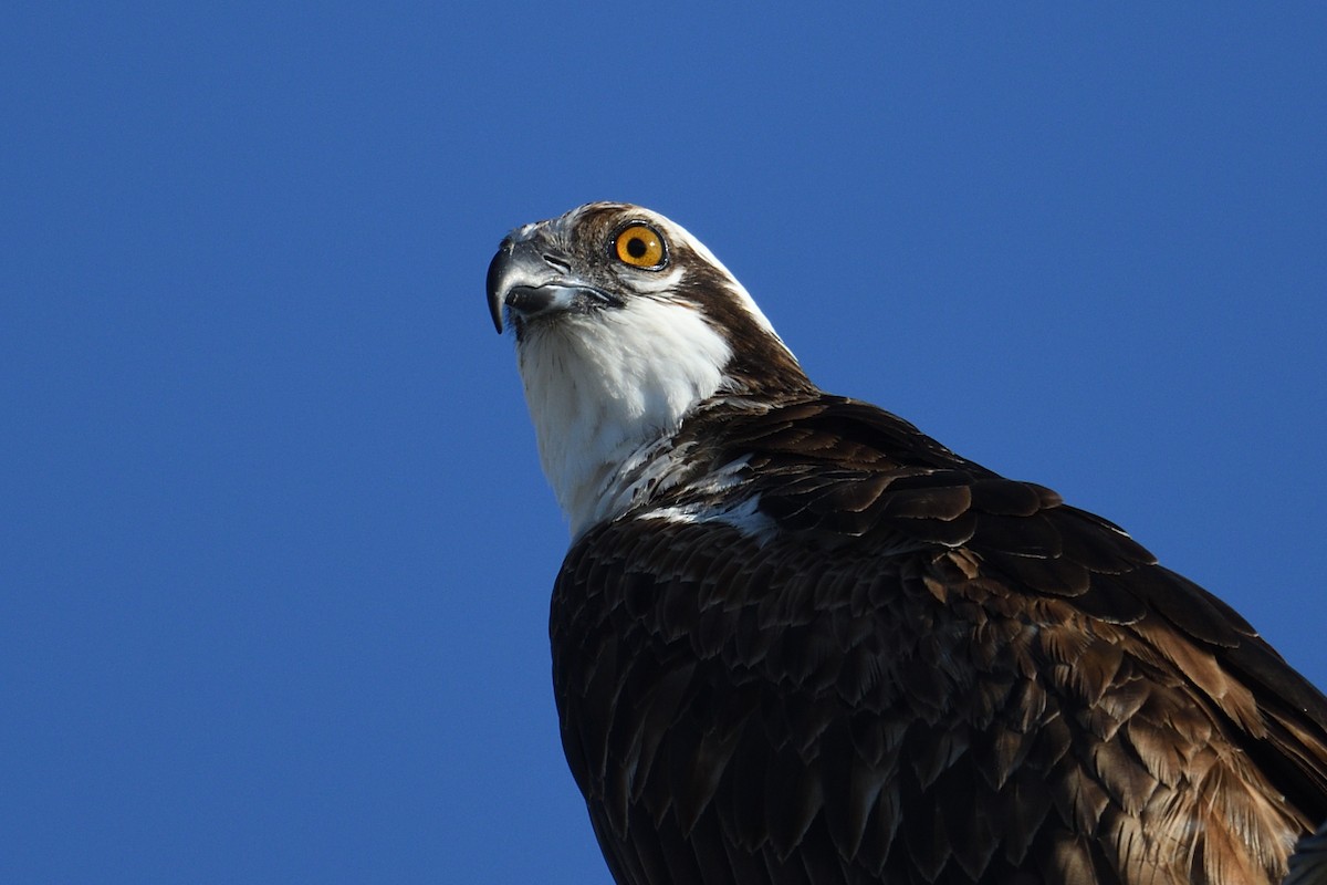 Osprey - ML645705648
