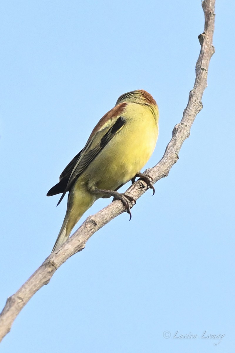 Plain-backed Sparrow - ML645705649