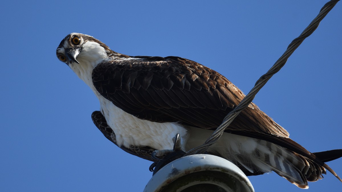 Osprey - ML645705650