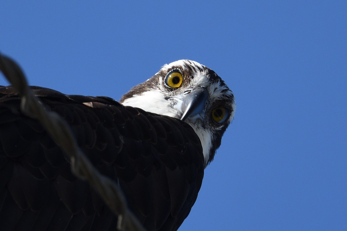 Osprey - ML645705652