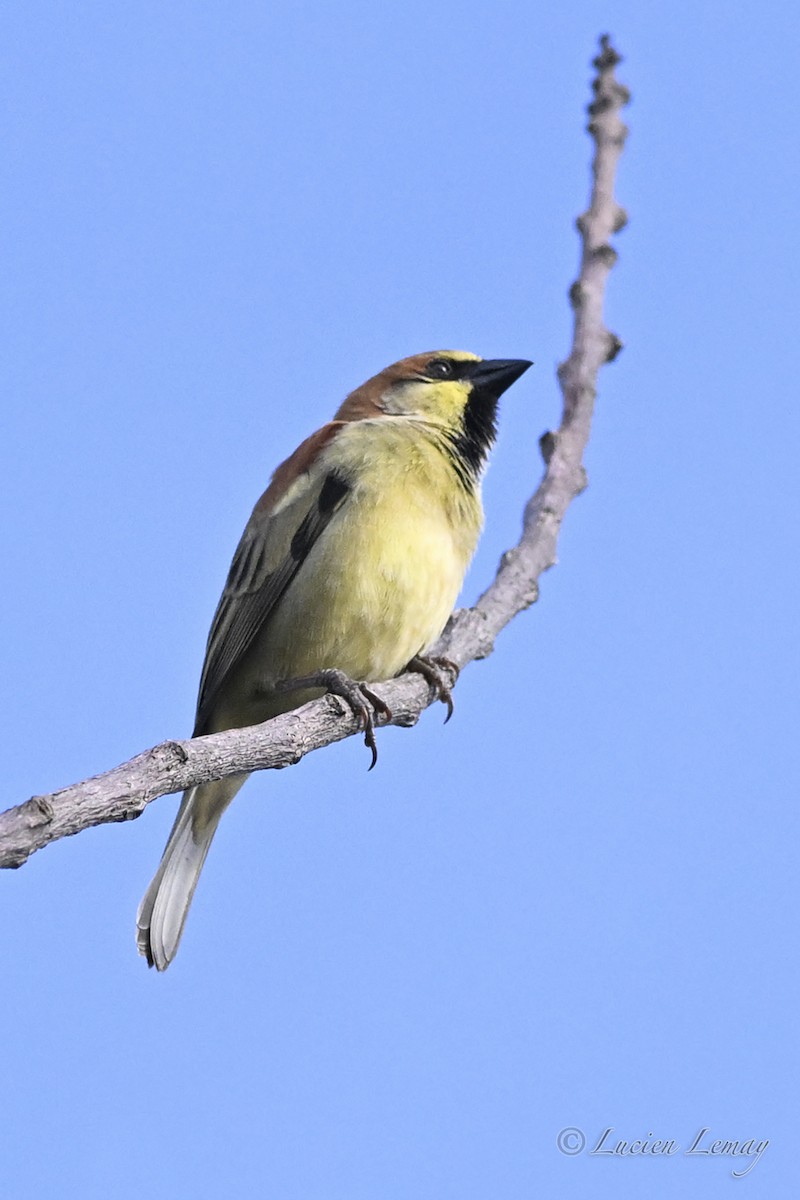 Plain-backed Sparrow - ML645705653