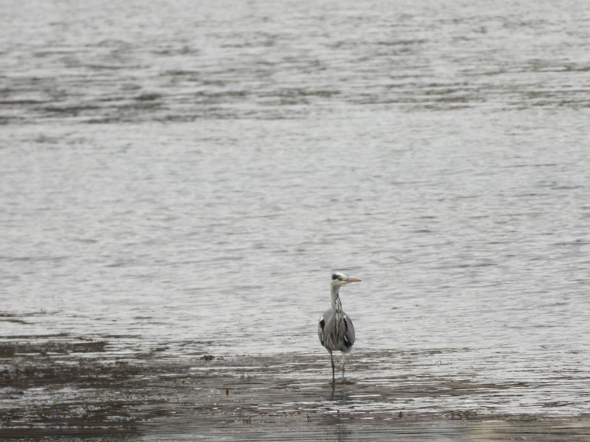 Gray Heron - ML645705656