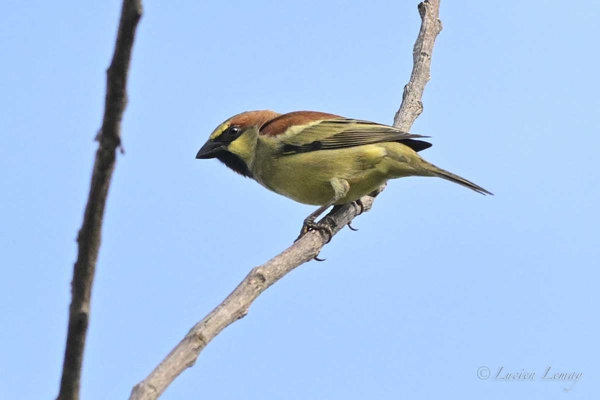 Plain-backed Sparrow - ML645705658