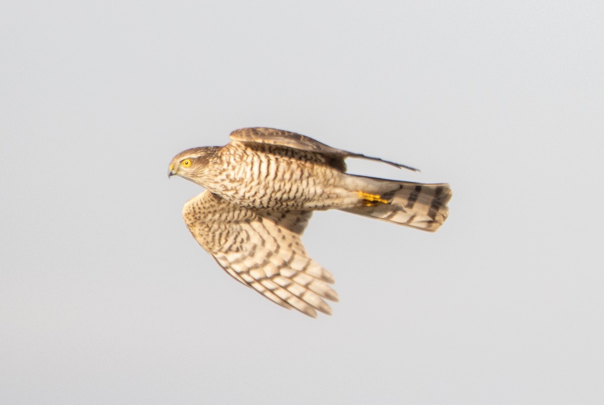 Eurasian Sparrowhawk - ML645705660