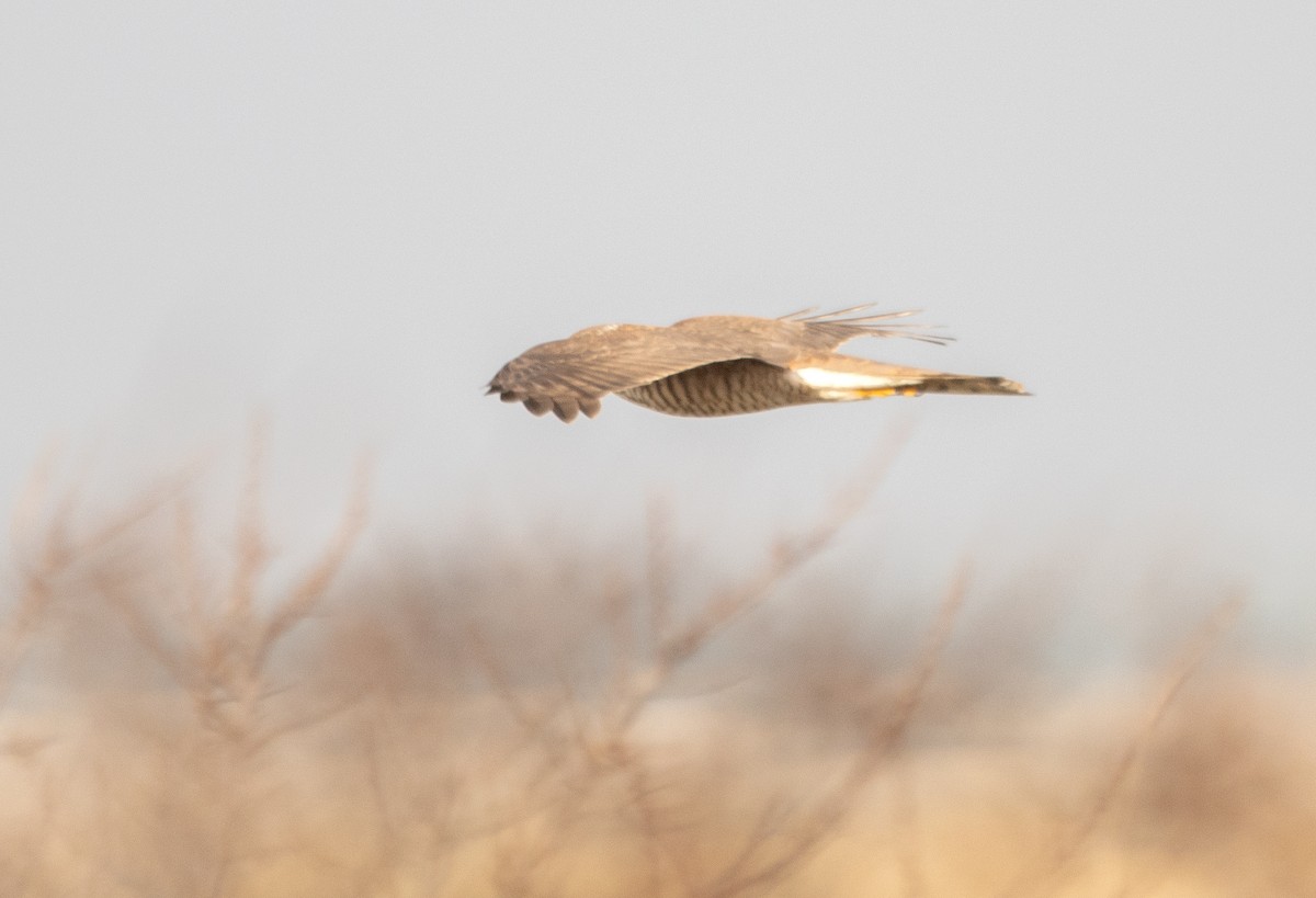 Eurasian Sparrowhawk - ML645705661