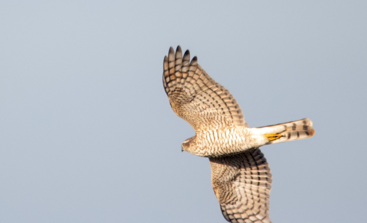 Eurasian Sparrowhawk - ML645705662