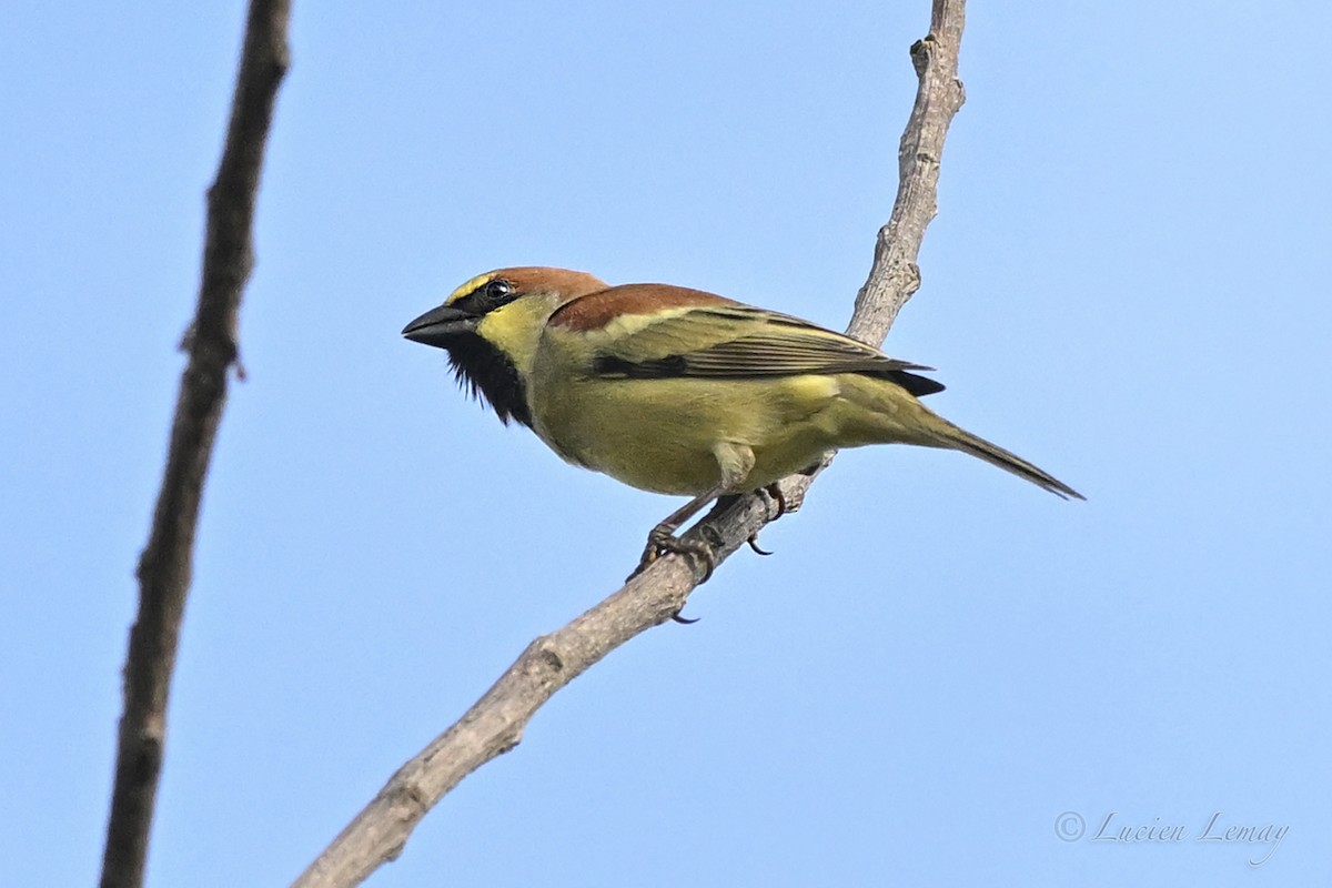 Plain-backed Sparrow - ML645705664