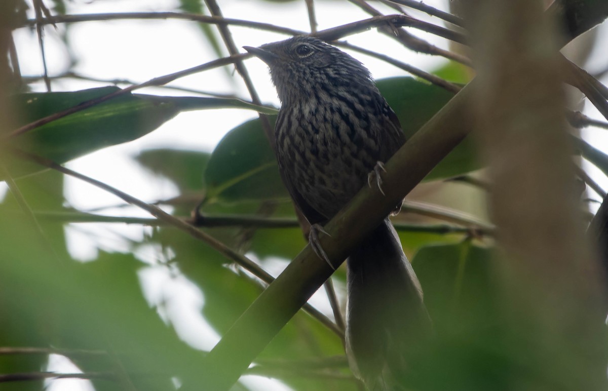 Dusky-tailed Antbird - ML645705665