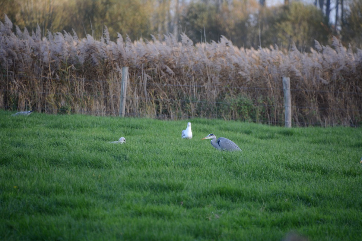 Gray Heron - ML645705672