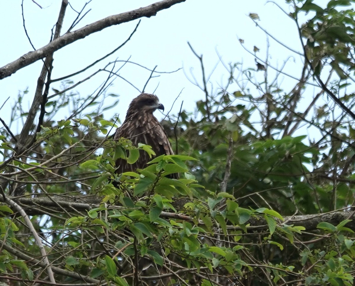 luňák hnědý - ML645705681