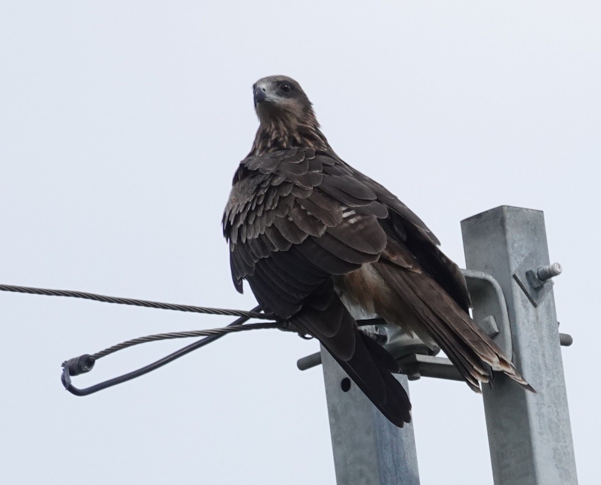 luňák hnědý - ML645705682