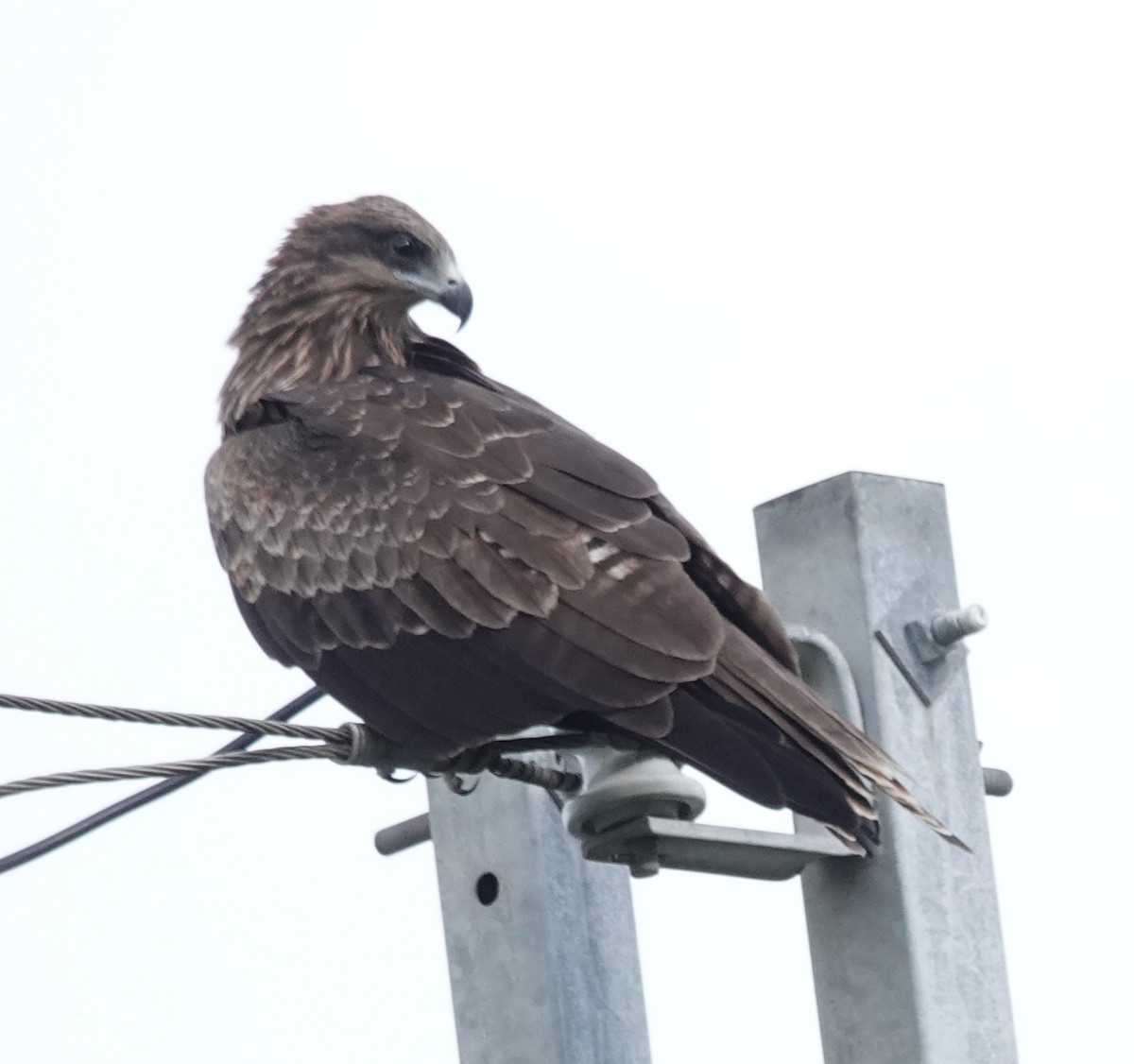 luňák hnědý - ML645705684