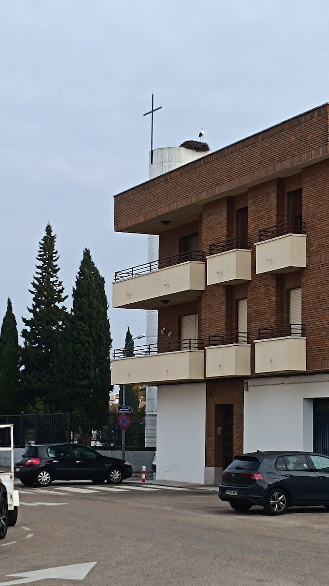 White Stork - ML645705690