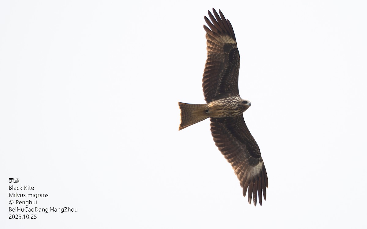 Black Kite - ML645705691
