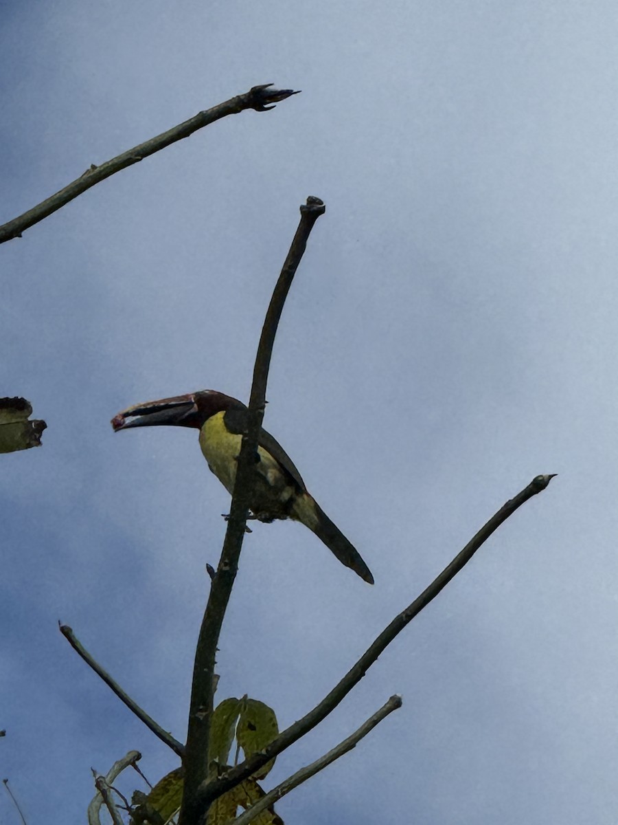 Green Aracari - ML645705698