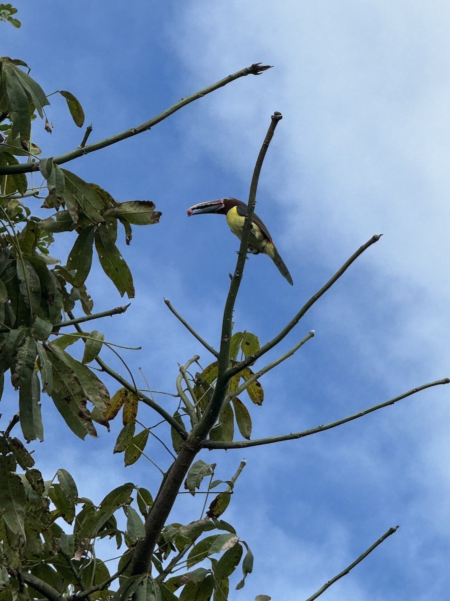 Green Aracari - ML645705699