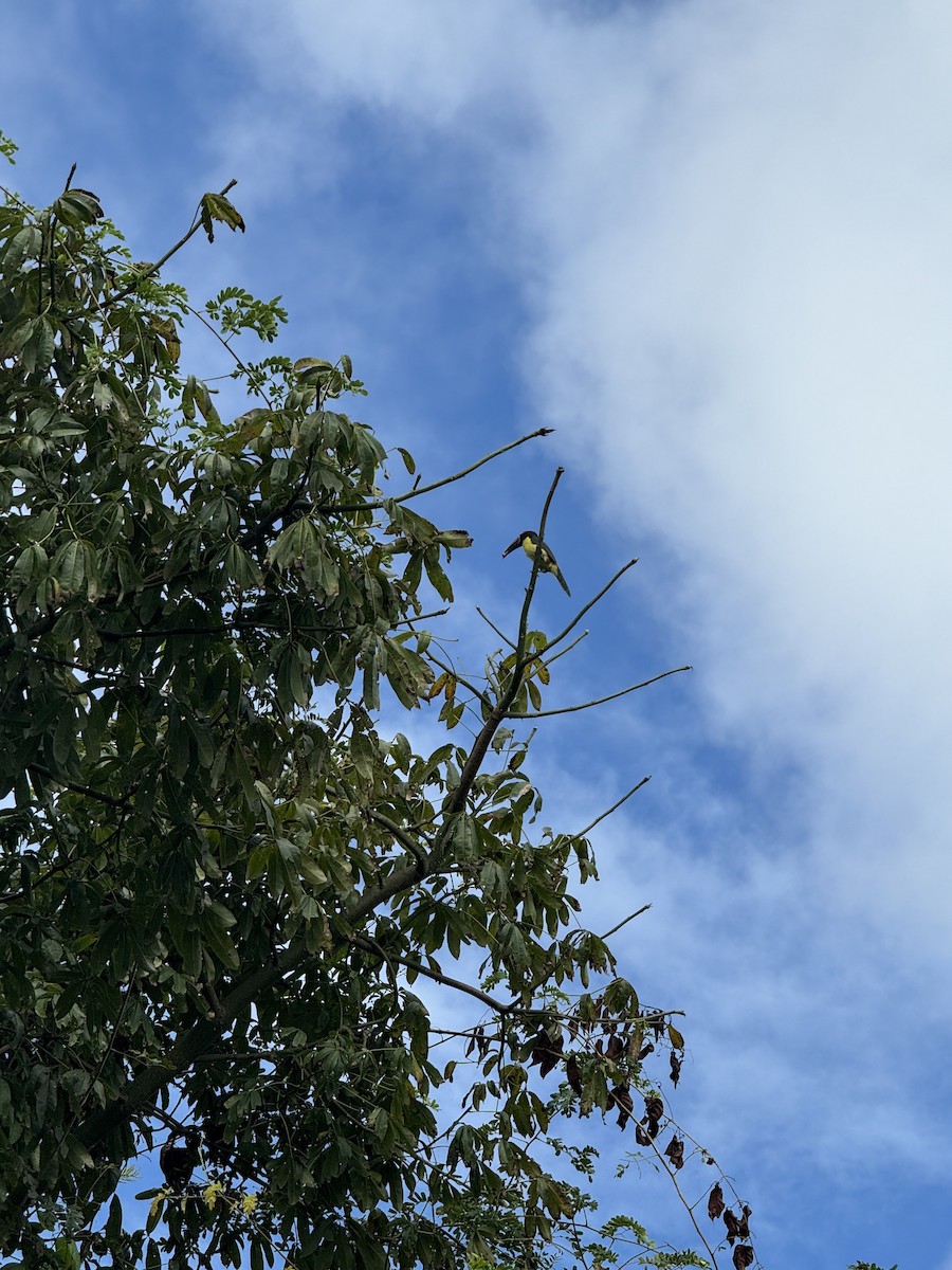 Green Aracari - ML645705700