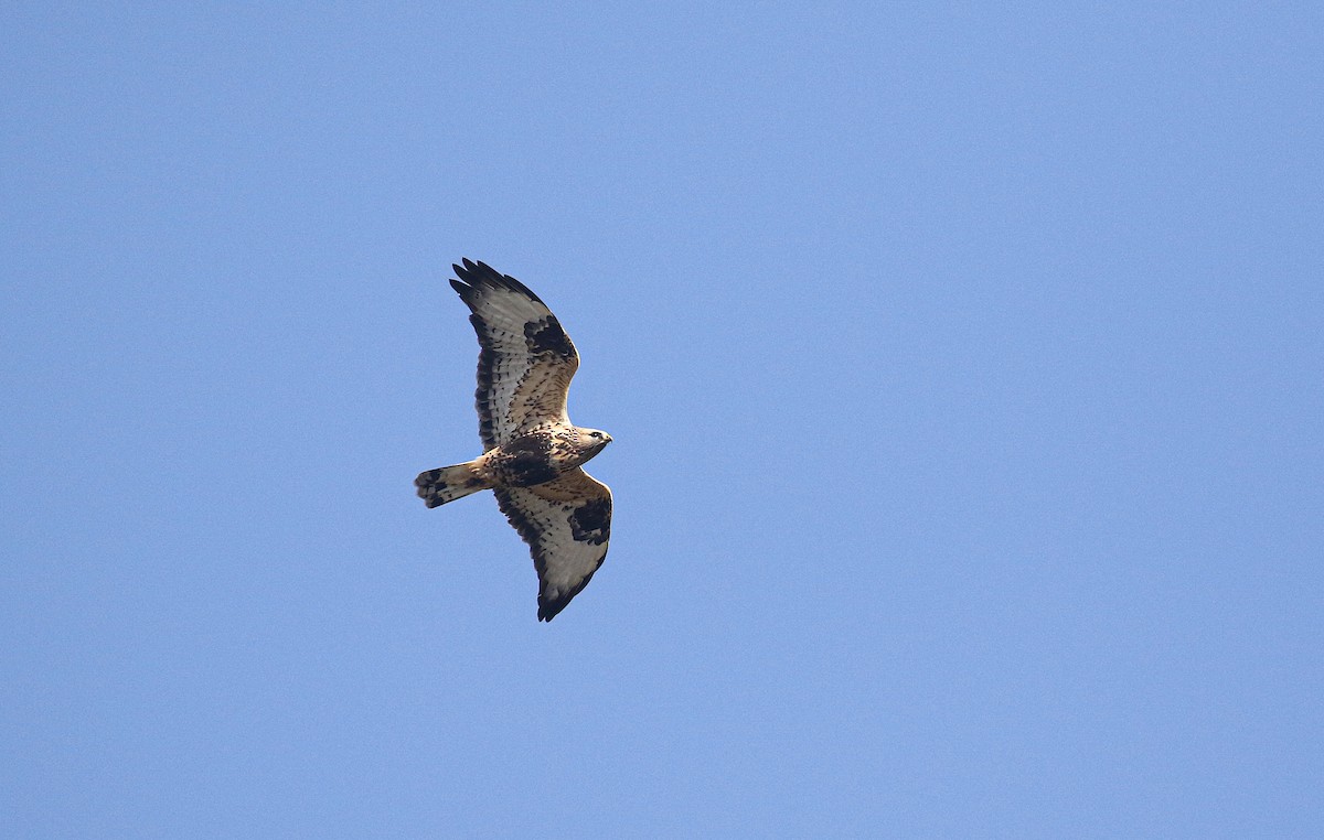 káně rousná - ML645705701