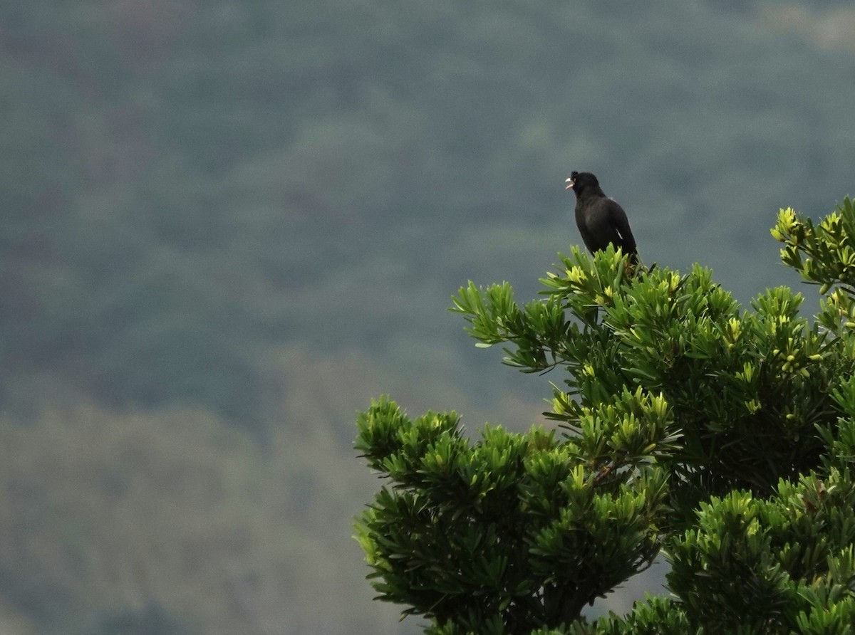 majna chocholatá - ML645705702