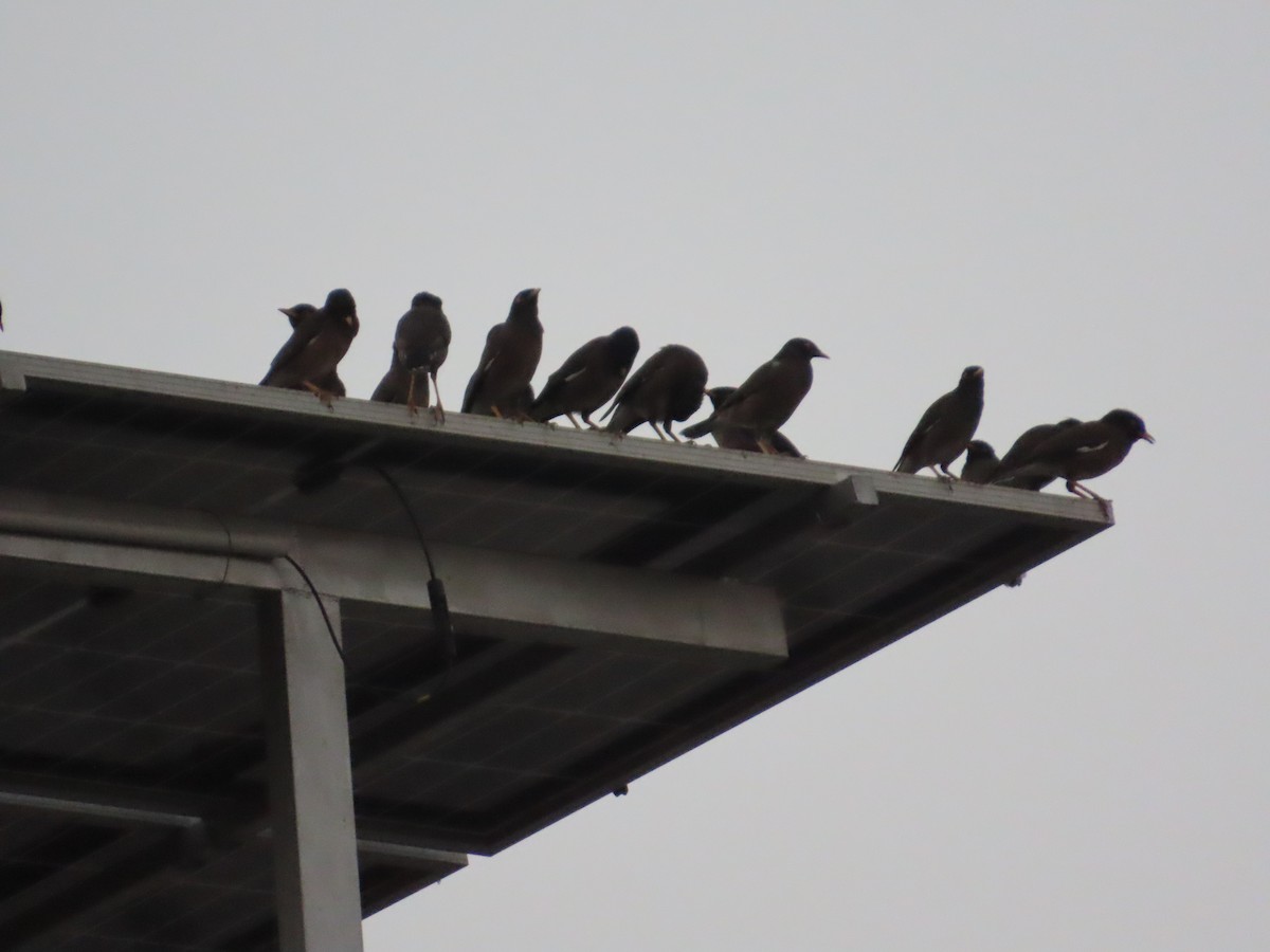 majna obecná - ML645705703