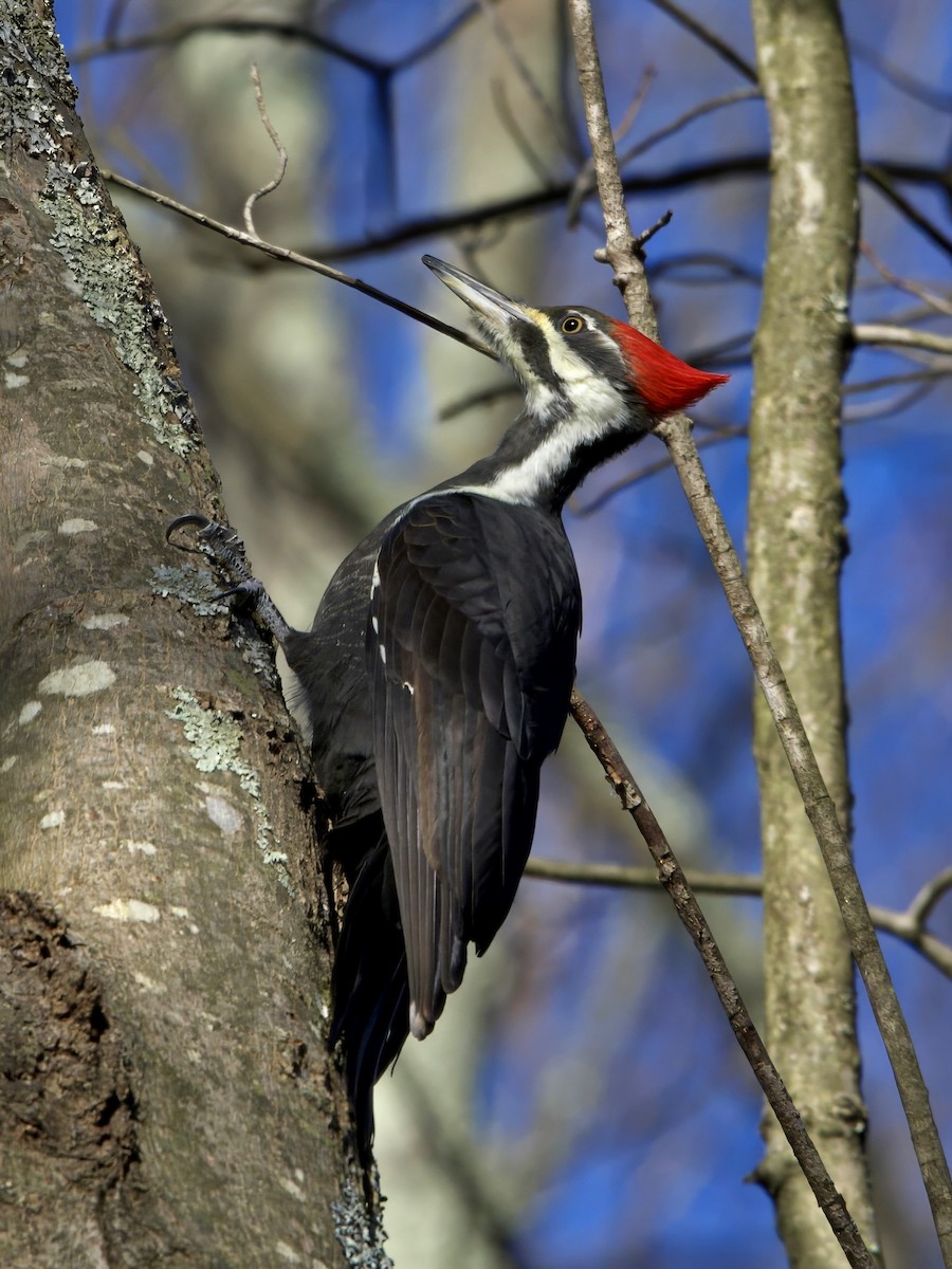 datel chocholatý - ML645705704