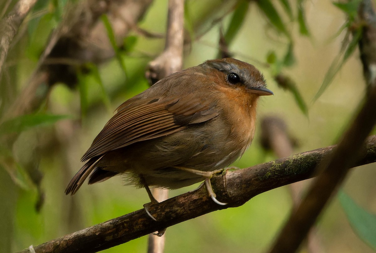 mucholovka rezavá - ML645705706