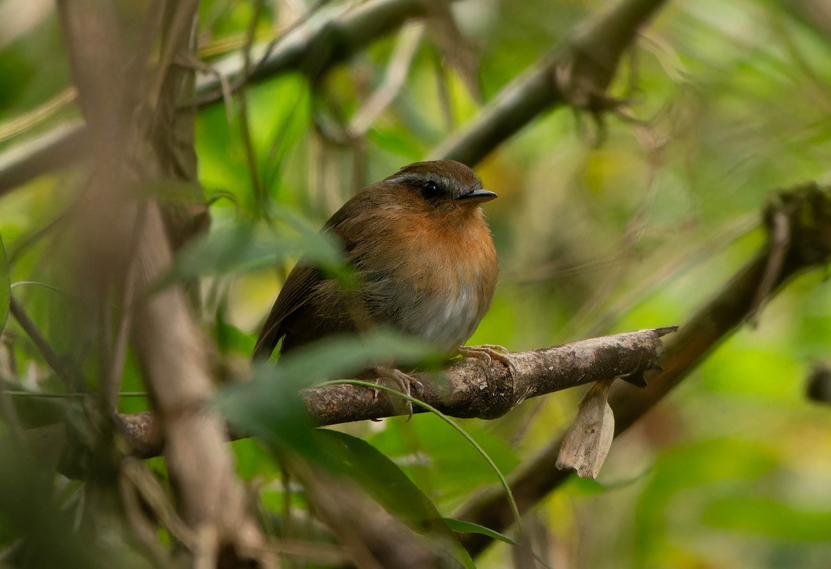 mucholovka rezavá - ML645705707