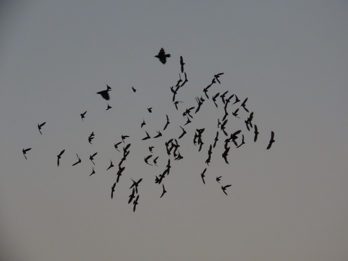 špaček růžový - ML645705708