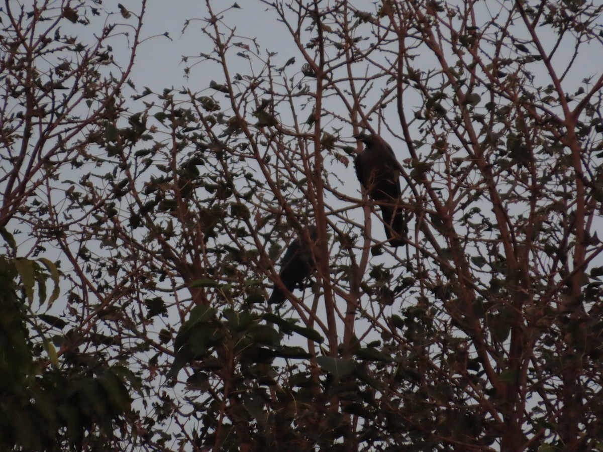 vrána domácí - ML645705710