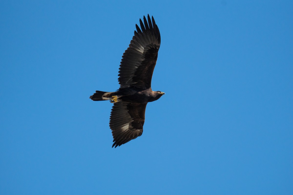 orel skalní - ML645705711