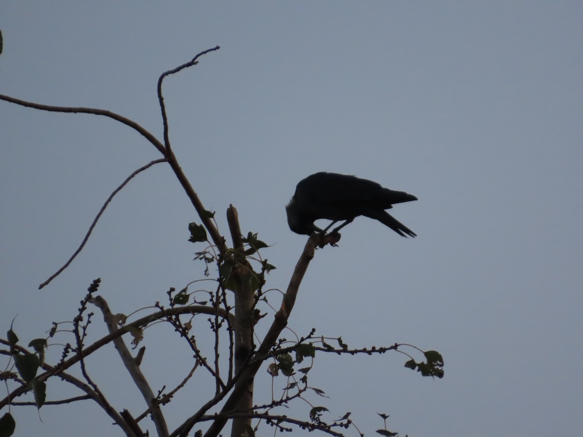 vrána domácí - ML645705713