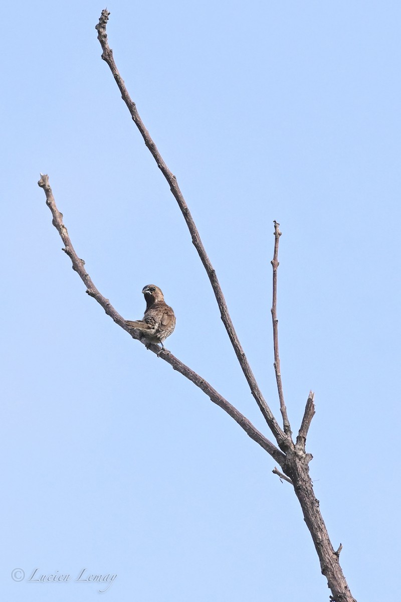 panenka muškátová - ML645705714