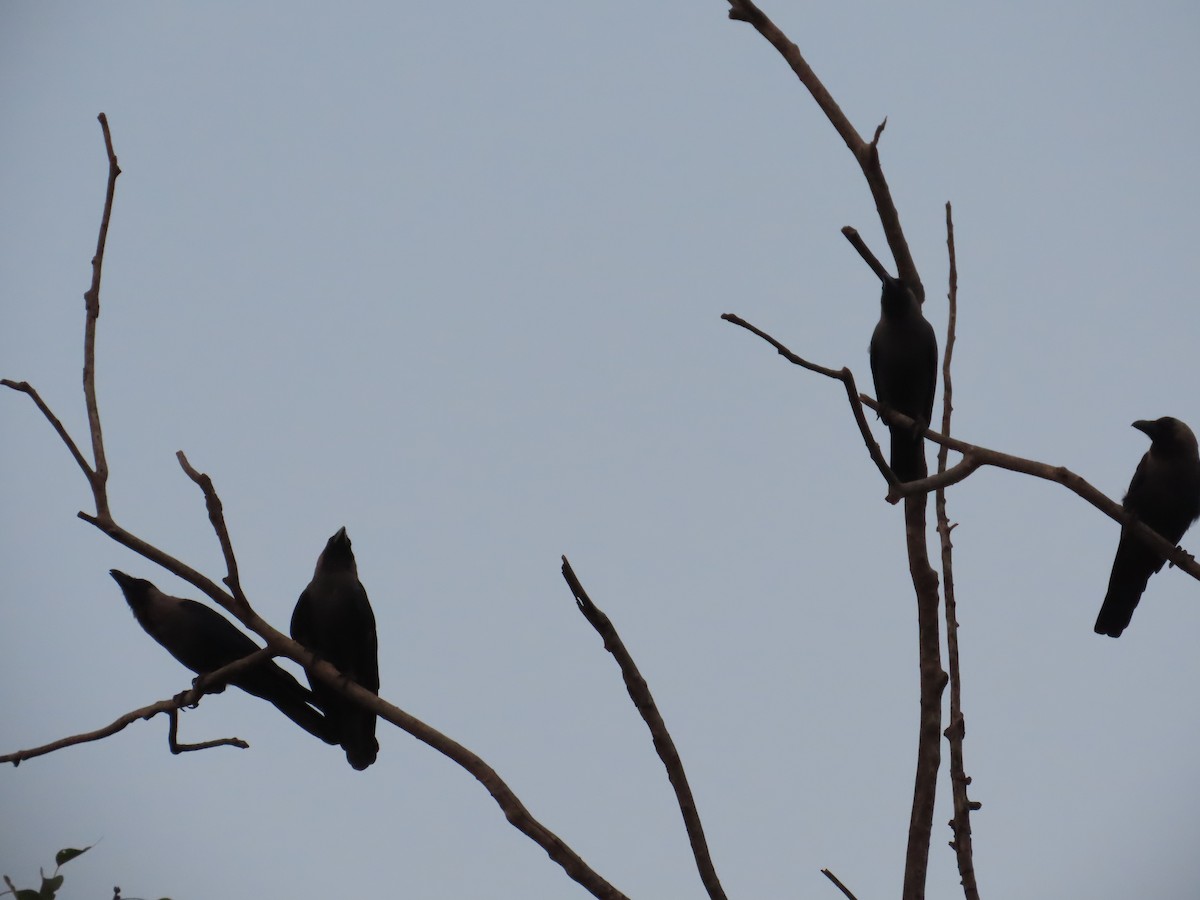 vrána domácí - ML645705715