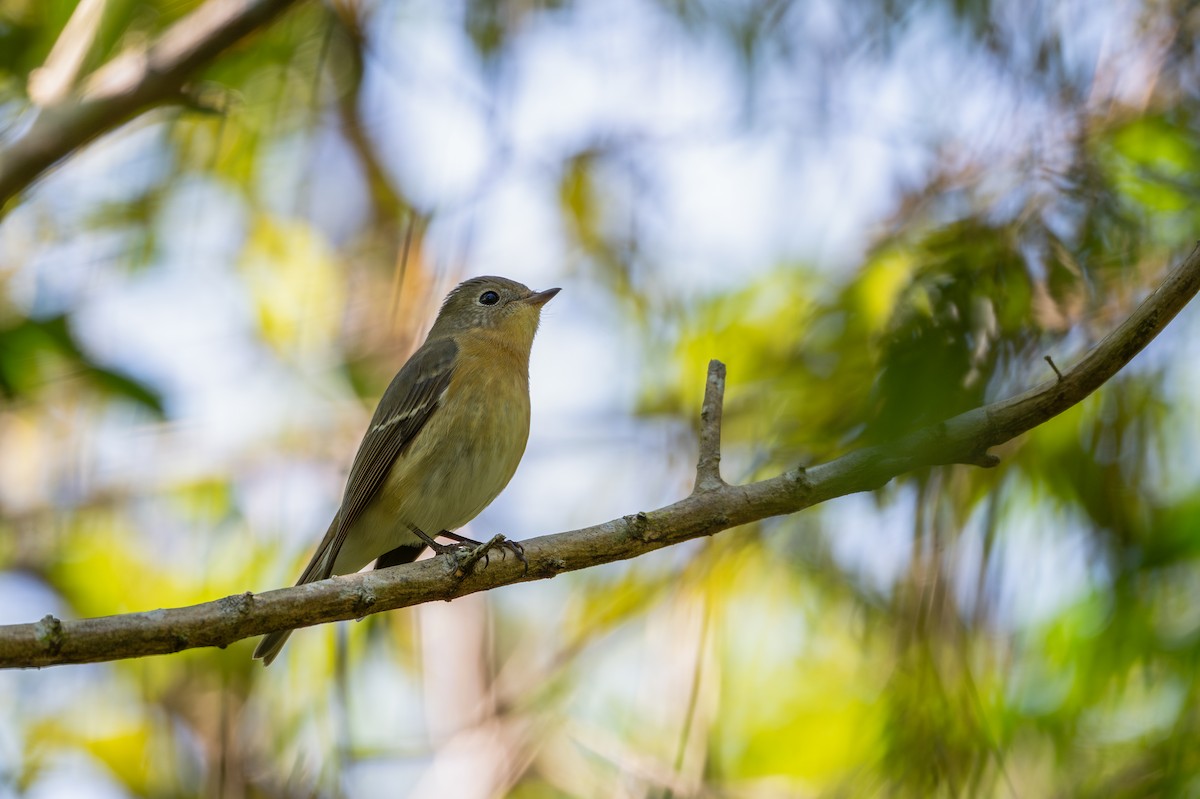 lejsek tajgový - ML645705717