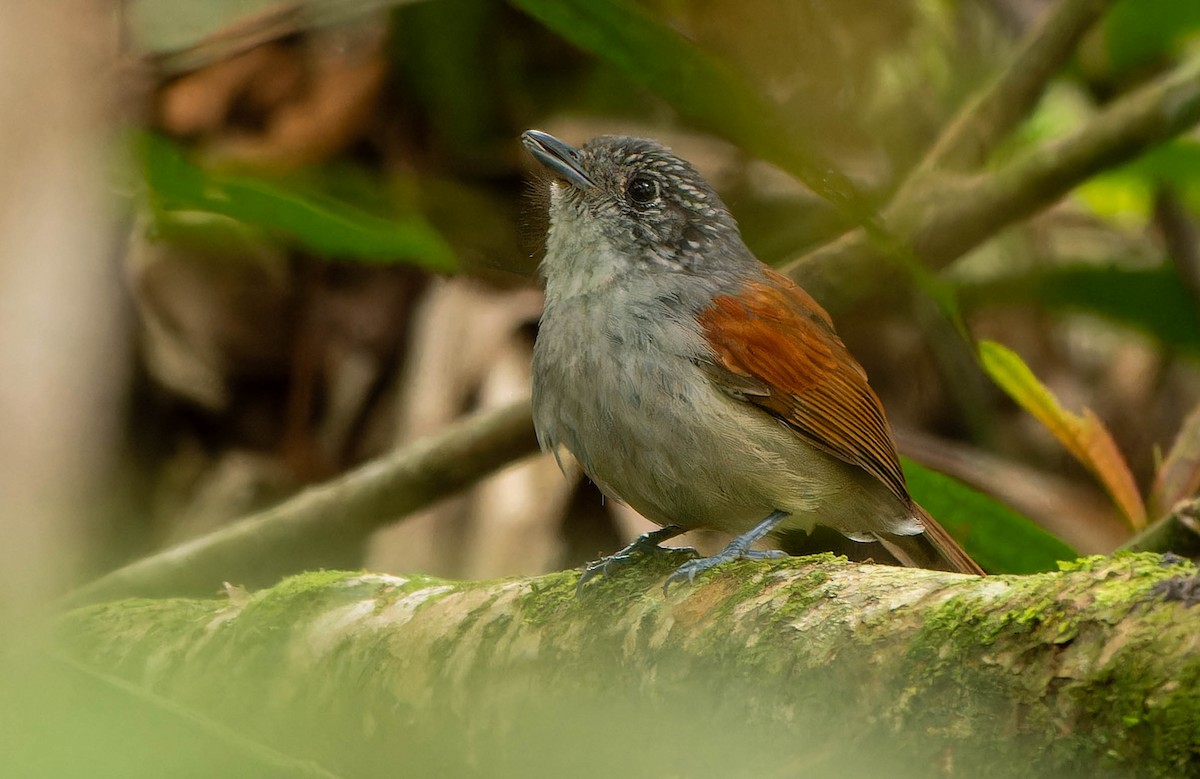 Rufous-backed Antvireo - ML645705720